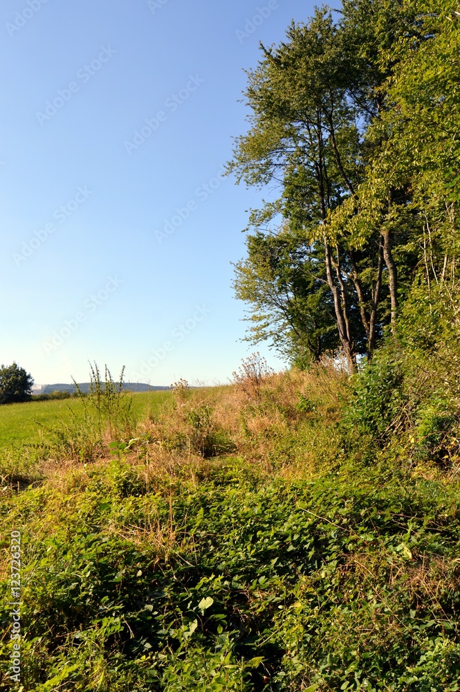 Obraz premium Under wood and green trees.