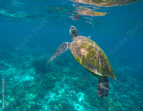 Green sea turtle taking a breath