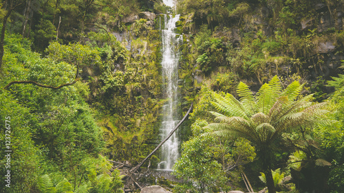 Farnwald bei den Erskine Falls an der Great Ocean Road in Australien