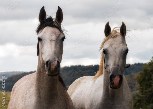 Two Arabian mares side by side