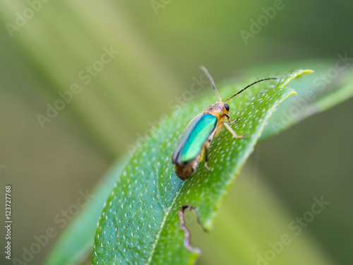 Metallic Wood-boring Beetle