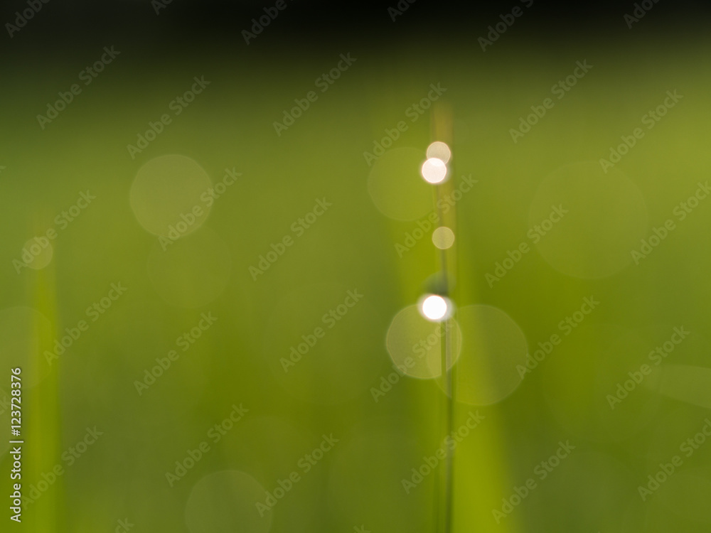 Obraz premium Green Blur Abstract Background