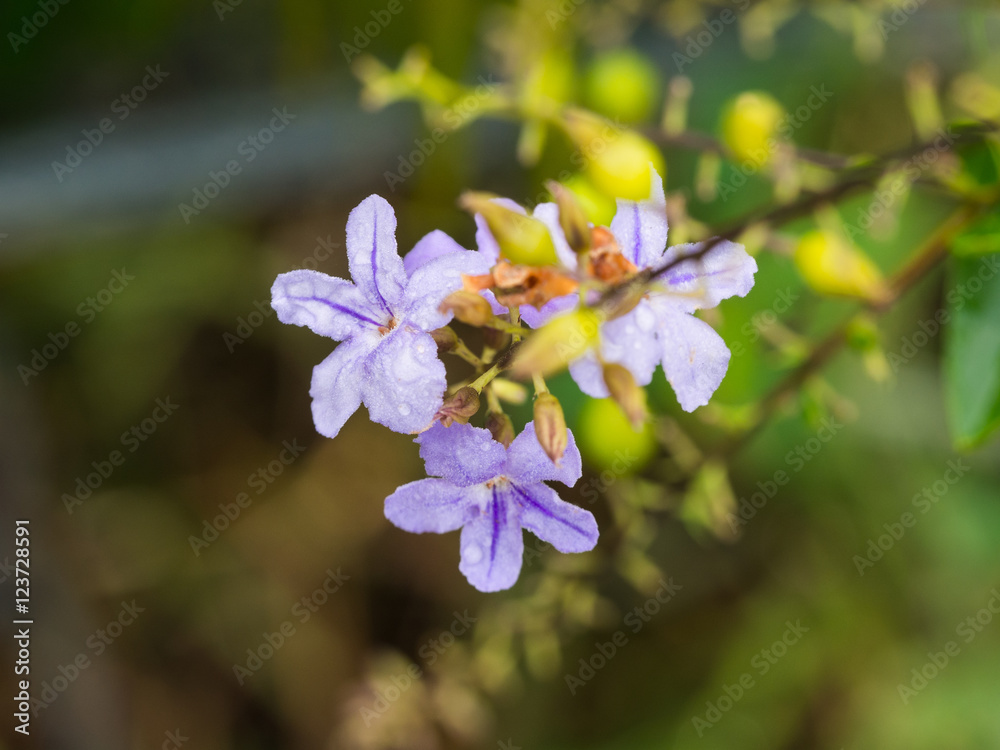 Purple Fujian Tea Flowers After Purple Fujian Tea Flowers After