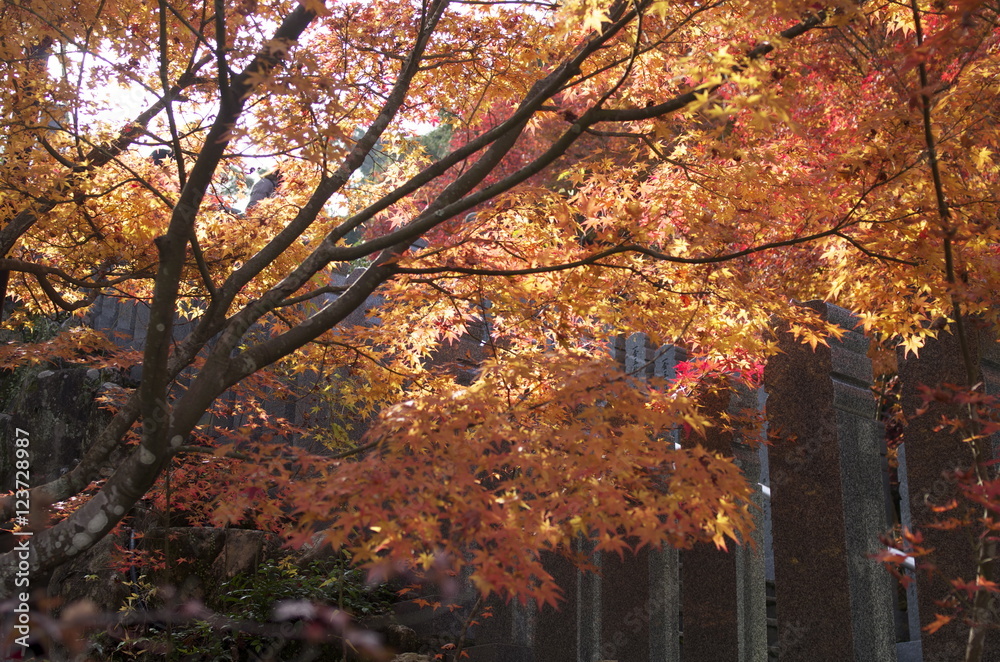 宮島の紅葉 宮島の紅葉