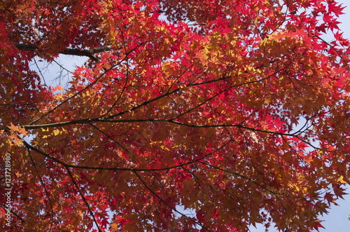 宮島の紅葉