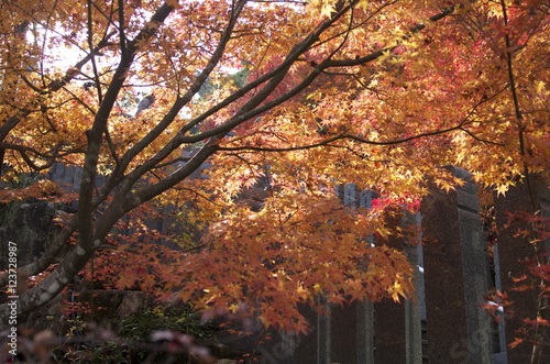 宮島の紅葉