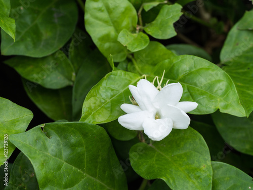 Jasmine Flower in The Garden