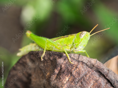Grasshopper Perched on Decay leaf © wichatsurin