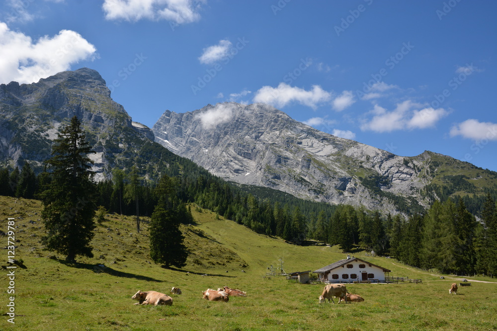 Cows in front of Watzmann mountain