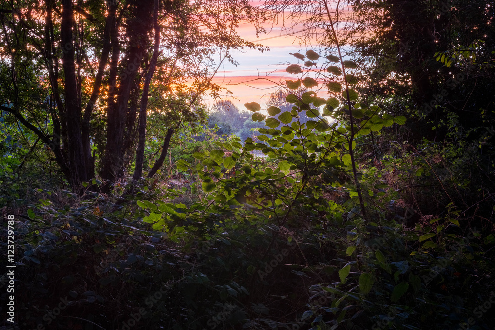 Sunrise Sunrise