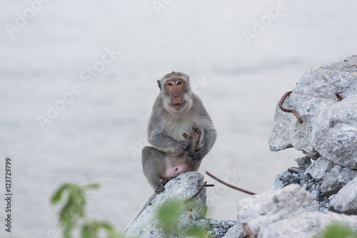 Monkey sitting on the rock watching sea