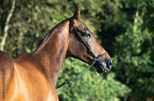 portrait of bay purebred akhalteke mare © anakondasp