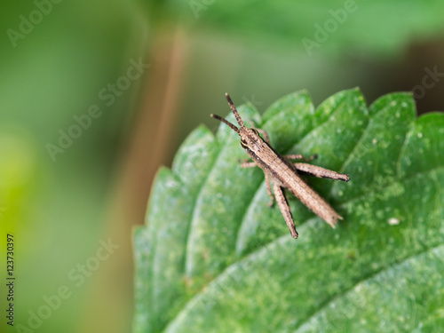 Grasshopper on The Green leaf