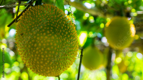 Gac fruit on tree