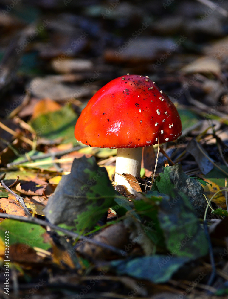 Amanita