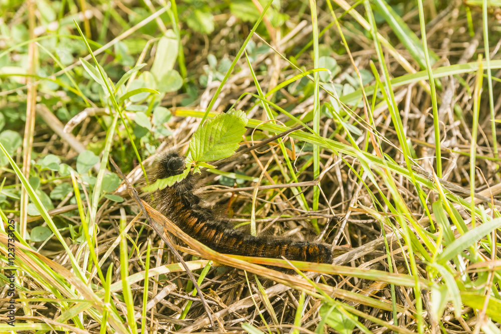 Fototapeta premium Caterpillar eating the leaf.