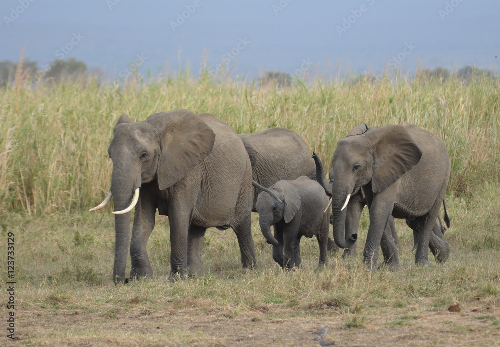 herd of elephants approaching a waterhole to drink in Mikumi National Park in Tanzania 