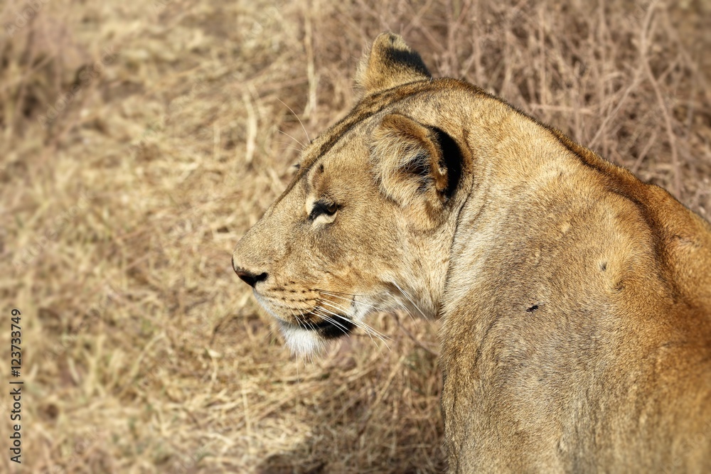 Fototapeta premium Lion