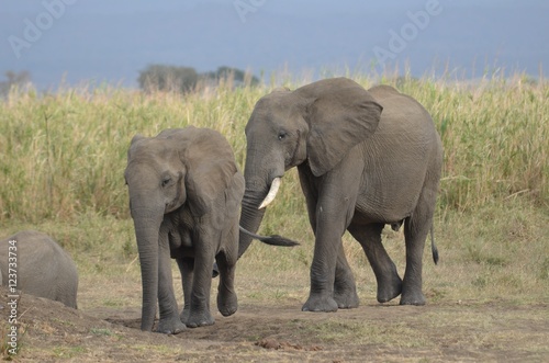 Young elephant and his mother in MIkumi National Park in Tanzania easthern Africa 