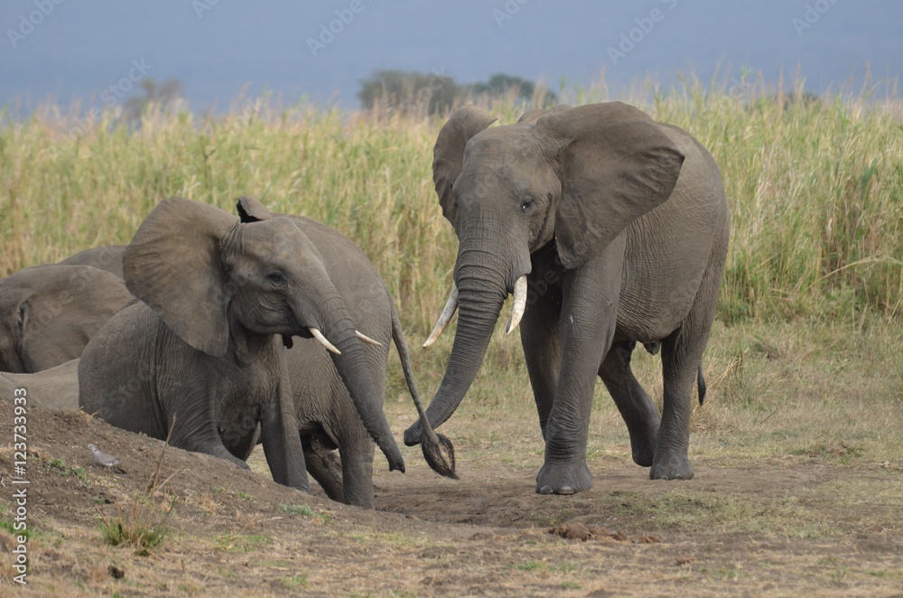 Fototapeta premium Young elephant and his mother in MIkumi National Park in Tanzania easthern Africa
