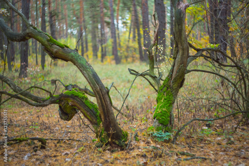 Obraz premium autumn forest scene, oak in a moss