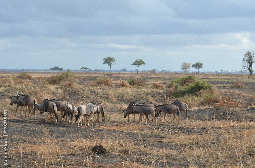 wildebeest in Mikumi National park in Tanzania east Africa wildebeest in Mikumi National park in Tanzania east Africa