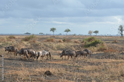 wildebeest in Mikumi National park in Tanzania east Africa