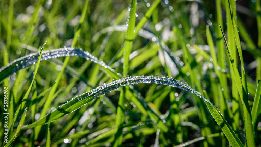 Tropfen strahlt auf dem grün vom Gras in der Natur