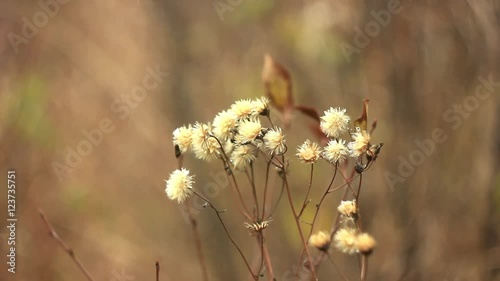 flower autumn snow