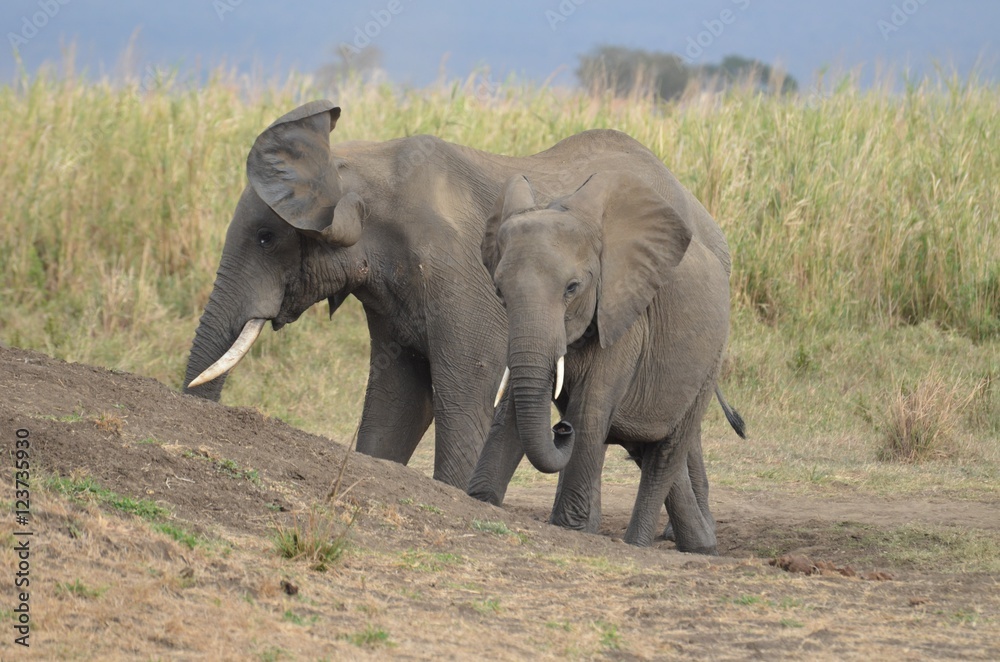 Young elephant and his mother in MIkumi National Park in Tanzania easthern Africa 
