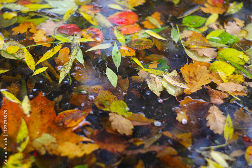 Autumn leaves on water