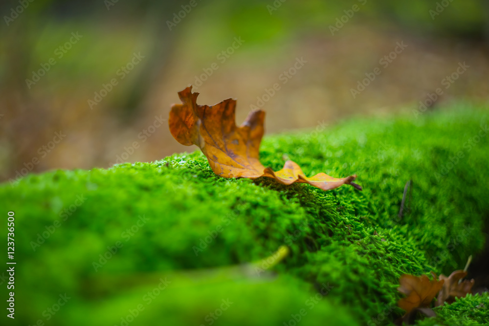 closeup dry autumn leaf lie on a moss closeup dry autumn leaf lie on a moss