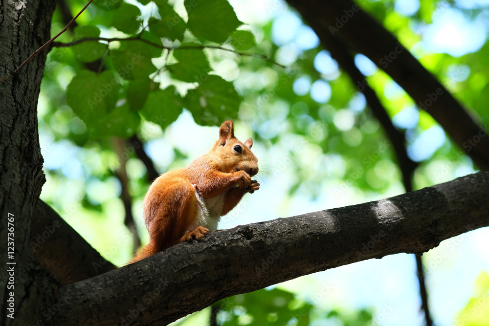 Red squirrel on tree