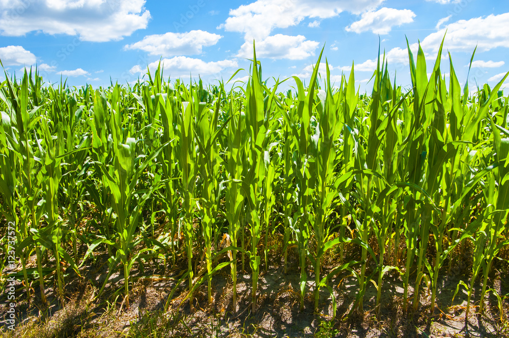 Corn field