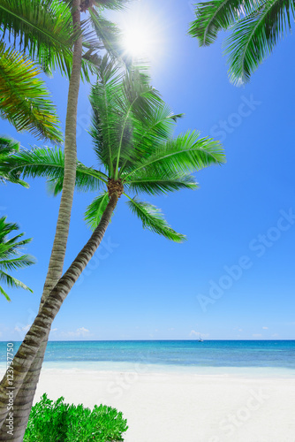 Fototapeta Naklejka Na Ścianę i Meble -  paradise tropical beach palm