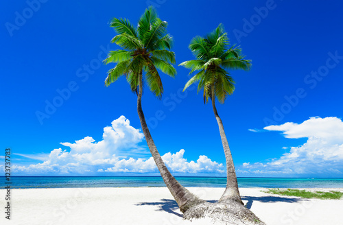 Fototapeta Naklejka Na Ścianę i Meble -  paradise tropical beach palm