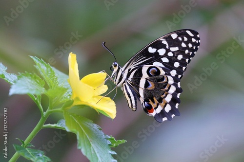 schmetterling
