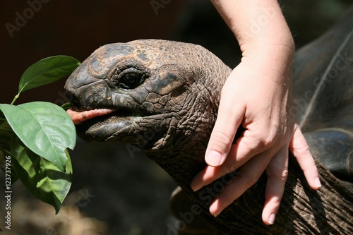schildkröte