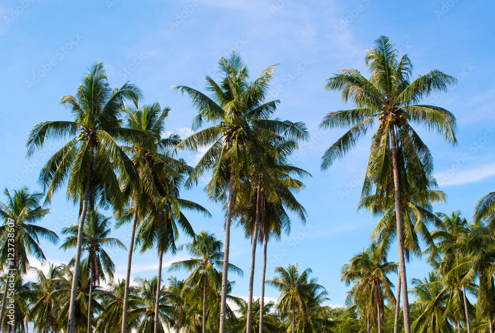 Palm trees grove. Sunny day on exotic island in Asia
