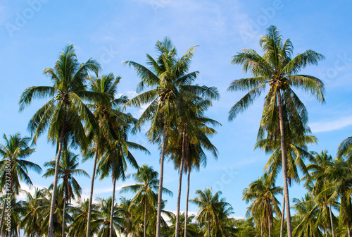 Palm trees grove. Sunny day on exotic island in Asia