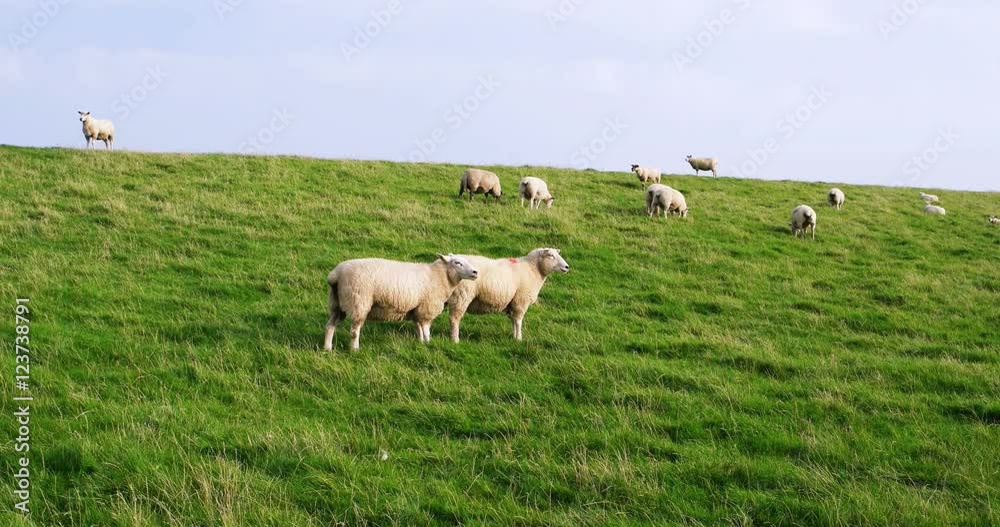 Sheep in Westerhever in Germany Sheep in Westerhever in Germany