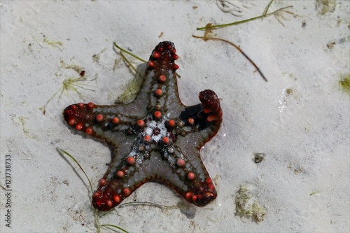 Sea Star