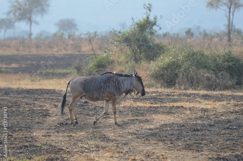 wildebeest in Mikumi National park in Tanzania east Africa photo
