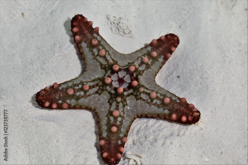 Sea Star