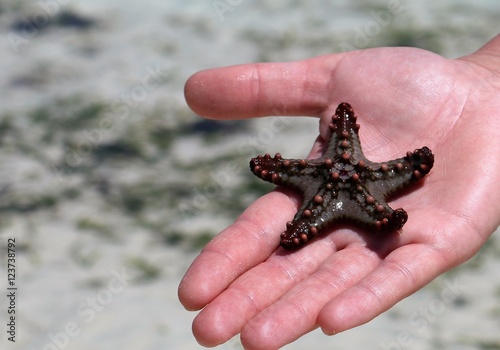 Sea Star