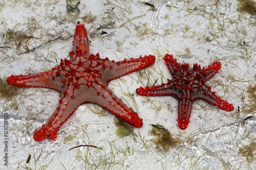 Sea Star