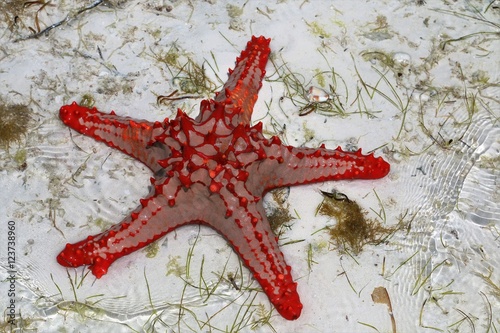 Seastar