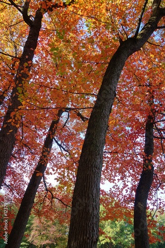 Colorful red, orange, and yellow leaves during foliage season on the East Coast