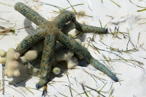 sea star