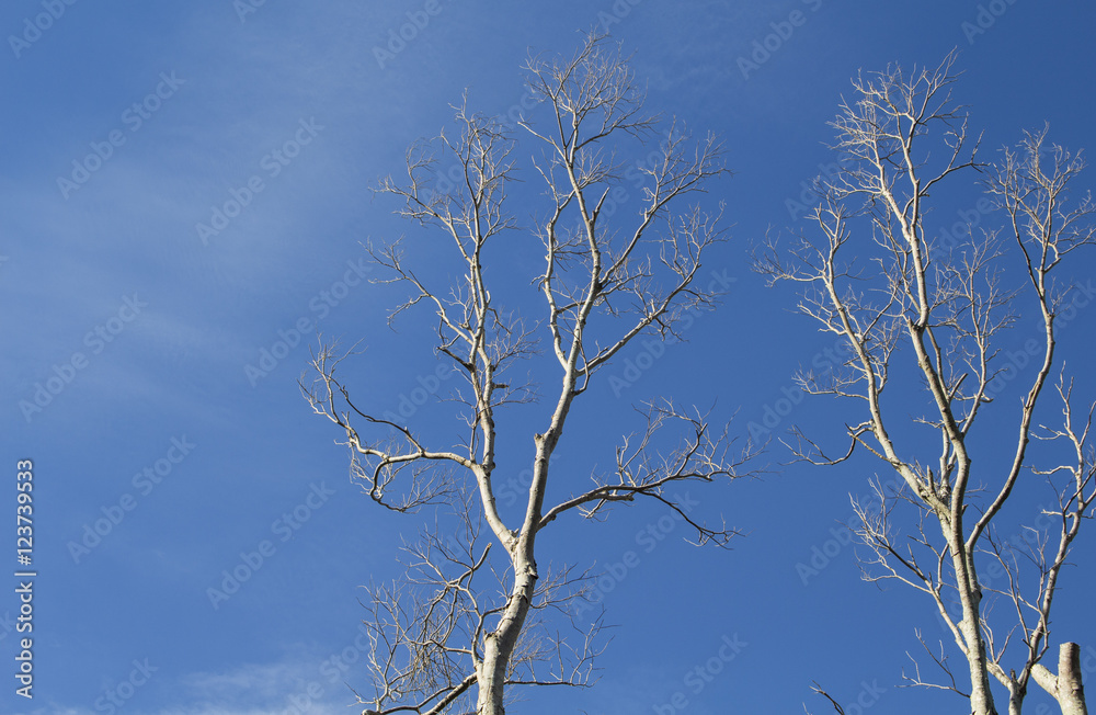 White tree silhouettes on blue sky. White winded timber in the forest. White tree silhouettes on blue sky. White winded timber in the forest.